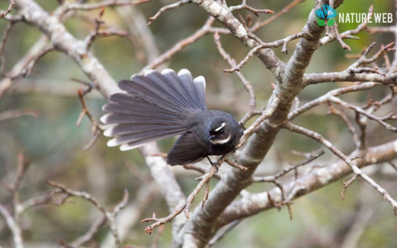 White-throated Fantail